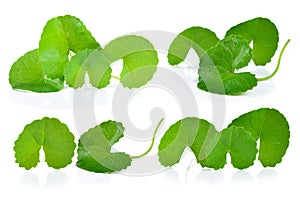 Centella asiatica isolated on white background