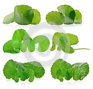 Centella asiatica isolated on white background