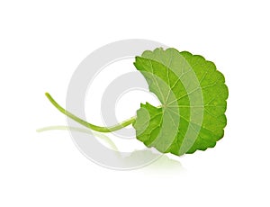 Centella asiatica isolated on white background