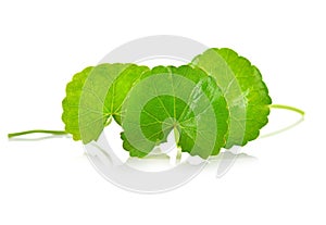 Centella asiatica isolated on white background