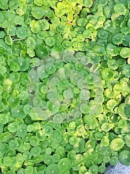 Centella asiatica leaf backgrounds. photo