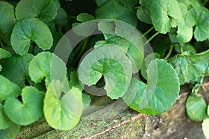 Centella asiatica leaves