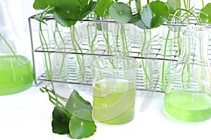 Centella asiatica leaves and green water in biological test tubes