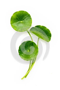 Centella asiatica leaves isolated on white background photo