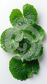 Centella asiatica leaves with rain drop isolated