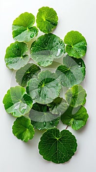 Centella asiatica leaves with rain drop isolated