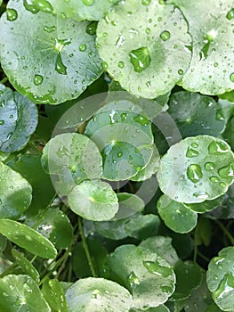 Centella Asiatica leaves with raindrops