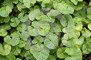 Centella asiatica plant