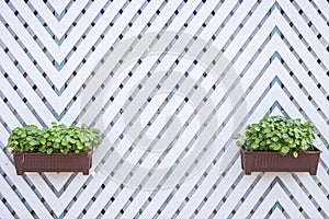 Centella asiatica in plant box hanging on wooden fence