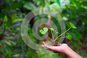 Centella asiatica plant or gotu kola sapling with fertilizer soil on man hand against green forest blurred background for concept