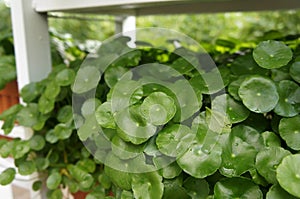 Centella asiatica plant. It is used as a culinary vegetable and as a medicinal herb.