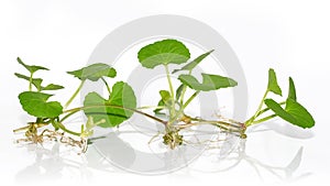 Centella asiatica plant is on white background