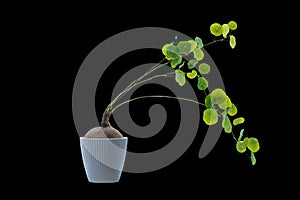 Centella asiatica is planted in a gray vase. die cut on a black background