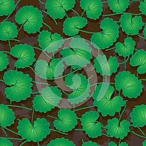 Centella Asiatica seamless pattern photo