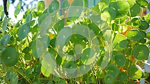 Centella asiatica swing by the wind with sunlight