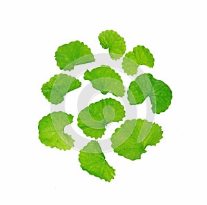 Centella asiatica top view on white background