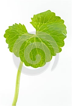 Centella asiatica Urban