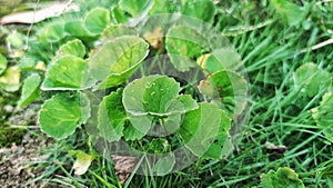Centella Asiatica which Thrives wildly in Indonesia