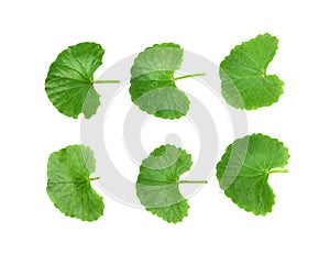 Centella asiatica on white background