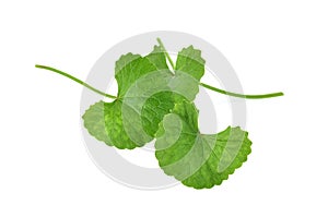 Centella asiatica on white background