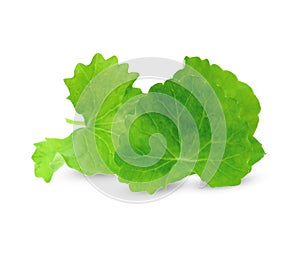 Centella asiatica  on white background