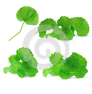 Centella asiatica  on white background