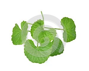Centella asiatica on white background