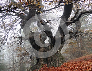 Centenarian Beech Tree in Fog