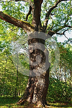 Centenarian oak tree low angle view