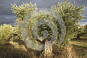 Centenarian olea europaea or olive tree