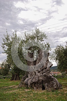 Centenarian olive tree in a wood