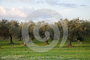 Centenarian olive tree in a wood