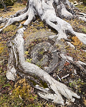 Centenarian Tree