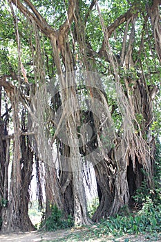 Centenarian tree.