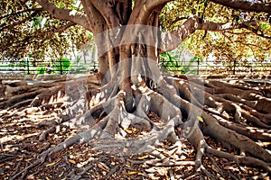 Centenarian tree photo