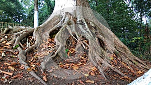 Centenarian tree, big tree with large trunk and big roots above the ground closeup view