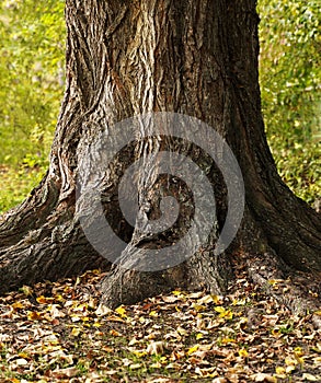 Centenarian tree with large trunk and big roots.