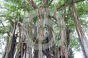 Centenarian tree. photo