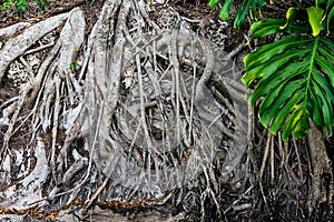 Centenarian tree with large trunk and big roots above the ground