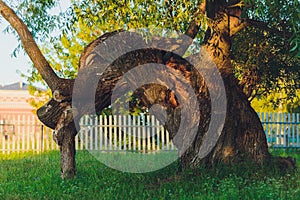 Centenarian tree with large trunk and big roots above the ground.