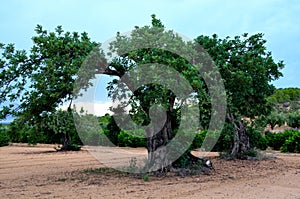 Centenary Carob (Ceratonia siliqua)