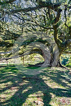 Centenary Ficus tree