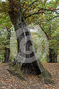 Centenary old marroni sweet chestnut tree in Vallerano