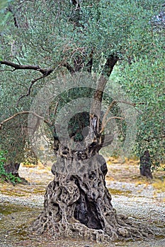 Centenary olive tree in the countryside of Crete