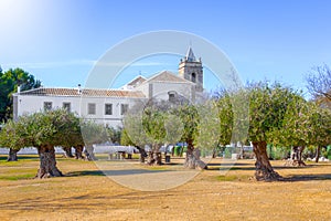 Centenary olive trees and Convent of San Francisco de AsÃÂ­s in the background in Estepa, province of Seville. photo