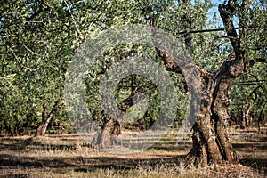 Centenary olive trees in Italy