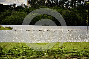 At the edge of the lake, several geese in the water photo