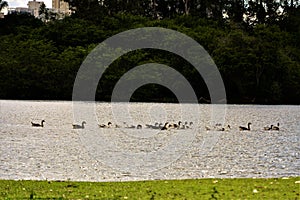 Geese in row inside the lake in the park photo
