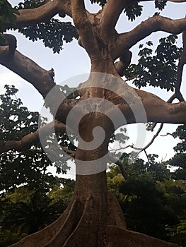 Centenary tree