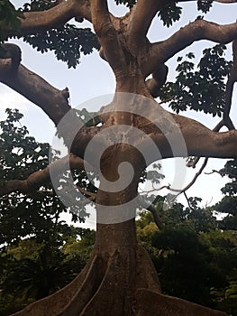 Centenary tree photo